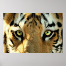 Suche nach schwarz weißer tiger poster Dschungel