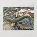Suche nach arthropode poster Insekten