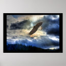 Suche nach fliegenadler poster Greifvogel