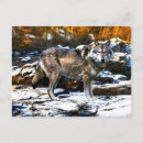 Recherche de loup neige cartes postales Animaux