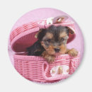 Suche nach yorkshire terrier magnete Bezaubernd