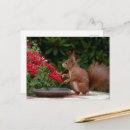 Suche nach rotes eichhörnchen postkarten Natur