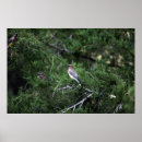 Suche nach zeder poster Waxwing