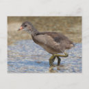 Recherche de mineur cartes postales Mignon