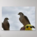 Suche nach beute poster Falken