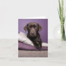 Suche nach brauner labrador karten Welpen