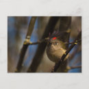 Suche nach schöner vogel postkarten Wildtiere