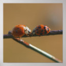 Recherche de insecte mignon posters Pour elle