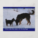 Recherche de malamute cartes postales Chiens