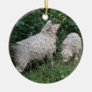 Suche nach niedliche schafe ornamente Tiere