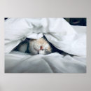 Recherche de dormir posters Fourrure