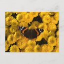Suche nach gelber schmetterling postkarten Blume
