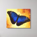Suche nach schillernder schmetterling Morpho