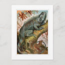 Recherche de iguane cartes postales Sauvage