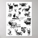 Recherche de chasse de cerfs communs posters Élans