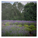 Suche nach lila felder fliesen Blume