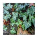 Recherche de lierre carreaux Plante