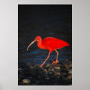 Recherche de ibis posters Animaux