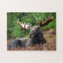 Suche nach viehbestand Wild lebende tiere