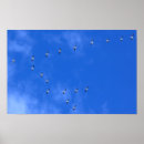 Suche nach zugvogel Vögel