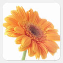 Recherche de marguerite de gerbera autocollants Blanc