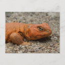 Suche nach züchter postkarten Rot