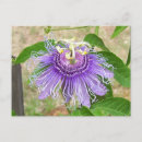 Recherche de passion cartes postales Flore
