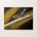 Recherche de dragonfly puzzles Insecte