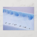 Suche nach chinstrap poster Vogel