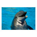 Recherche de de dauphin posters Faune