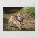 Recherche de pomeranians cartes postales Loulou
