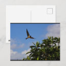 Recherche de hirondelles cartes postales Photographie