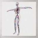 Recherche de imagerie médicale posters Découper