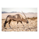 Suche nach oryx poster Wüste