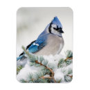 Suche nach zeder magnete Cedrus atlantica