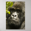 Recherche de portrait de gorille art Gorille des montagnes
