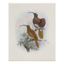 Recherche de exotique posters Faune