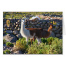 Suche nach alpakas postkarten Fotografie