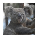 Recherche de koala carreaux Ours de koala