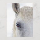 Recherche de oeil de cheval cartes postales Blanc