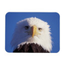 Recherche de têtes magnets Profil