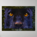 Suche nach jaguare poster Panther