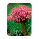 Recherche de fleur lys magnets Vert