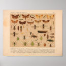 Recherche de sauterelle posters Ailes