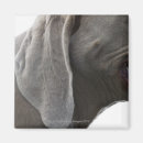 Suche nach weimaraner magnete Haustiere