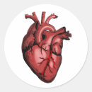 Suche nach anatomischer aufkleber Chirurg