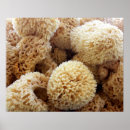Suche nach schwamm poster Natur