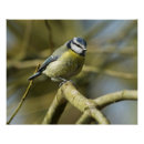 Suche nach gelbe augen poster Vogelvogel