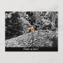 Recherche de zoo photographie Tigre