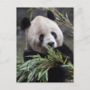 Suche nach asien postkarten Tier
